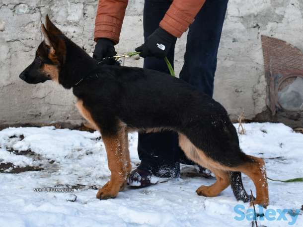 Щенки от Титулованных родителей, фотография 4