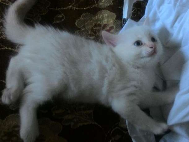 Котята в хорошие руки, фотография 4