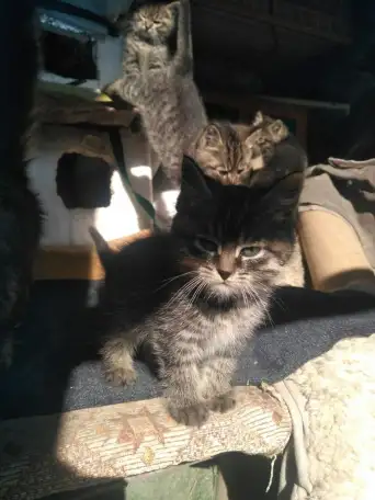 Отдам котят в заботливые руки, фотография 3