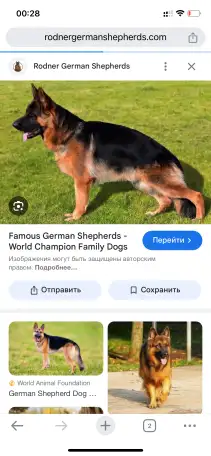 Ищу щенок немец бесплатно, фотография 1