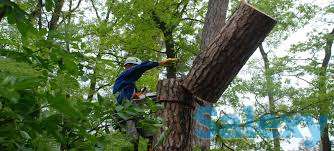 Спил деревьев, фотография 5