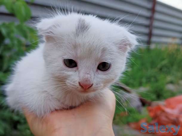 котенок вислоухий, фотография 2