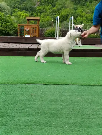 Щенок белой швейцарской овчарки, фотография 5