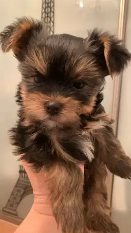 Щенки йоркширского терьера, фотография 1