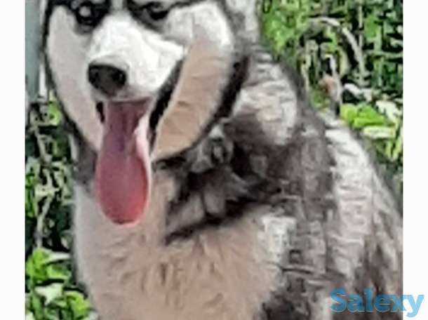 Продам Хаски, фотография 1