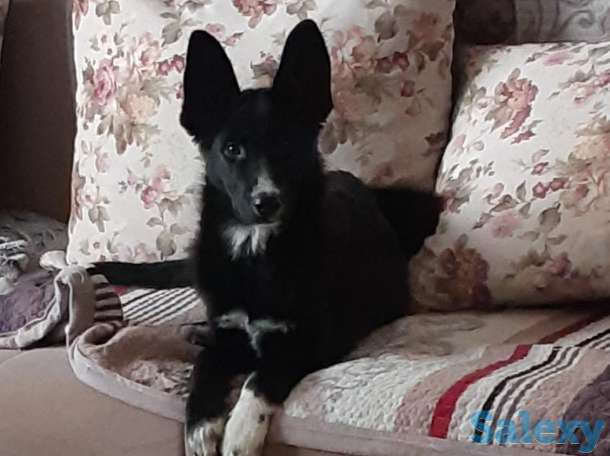 Собачка ищет любящий дом!, фотография 2