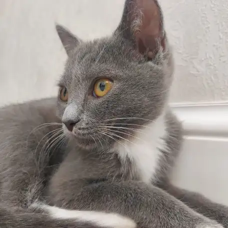 Бесплатно котята! Британец и бенгальская порода, фотография 2