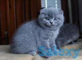 Куколка, фотография 1