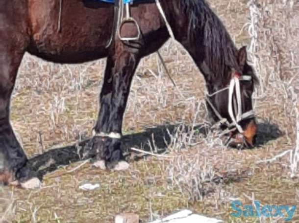 50 соток КХ Кошмамбет, фотография 11