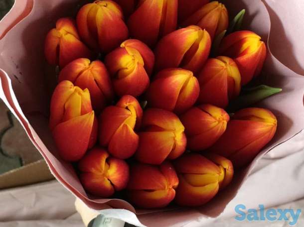 Голландские тюльпаны 10 лучших сортов,оптом и в розницу !, фотография 9