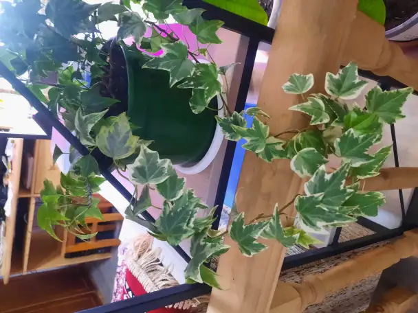 Комнатные декоративно-лиственные и цветущие растения, фотография 6