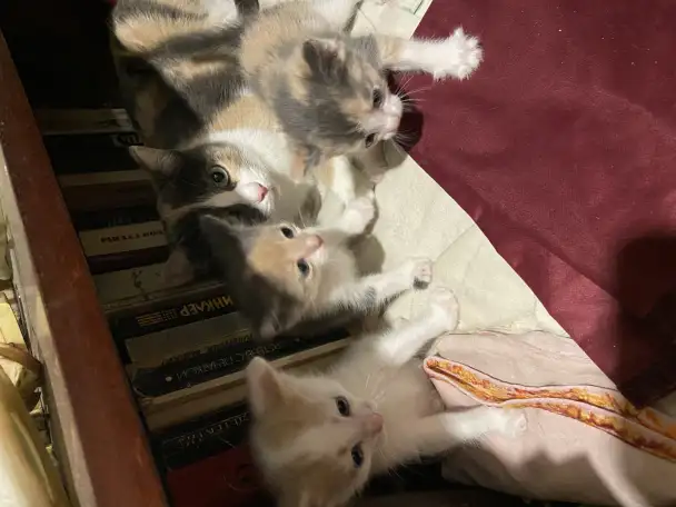 Отдам котят в хорошие руки, фотография 3