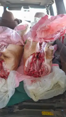 Поросята живые, здоровые и тушками., фотография 5