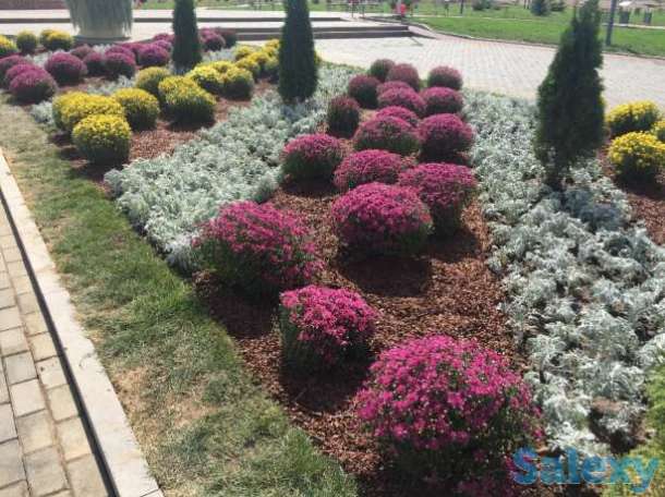 ремонт восстановление газона, фотография 5