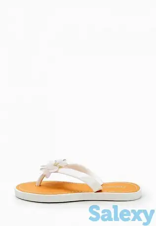 Сланцы t.taccardi, фотография 1