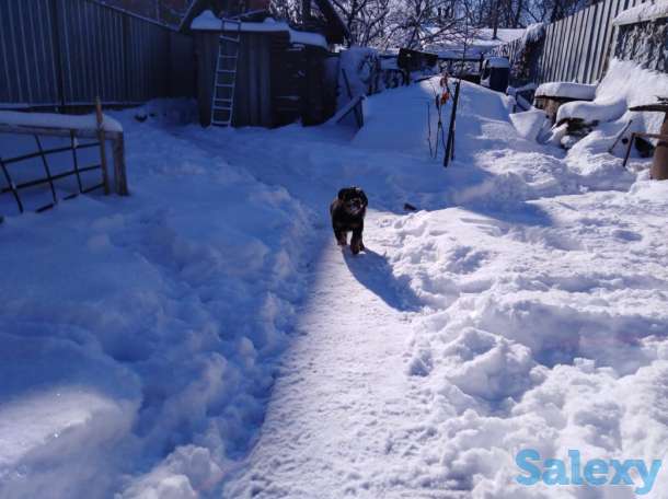 Щенки ротвейлера, фотография 3