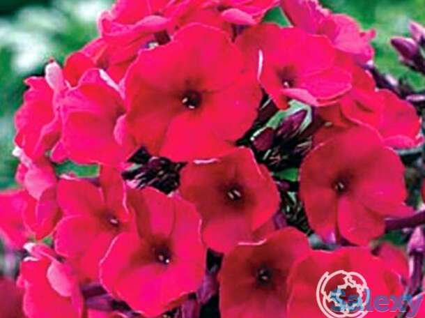 Флокс метельчатый Надя, фотография 1