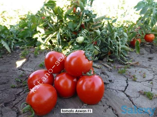 Семена грунтового томата АСВОН F1, KITANO SEEDS, фотография 4