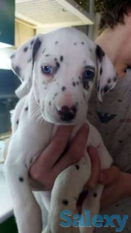 Предлагается к продаже девочка Далматина с голубыми глазами, фотография 1