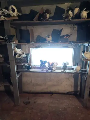 Голуби, фотография 1