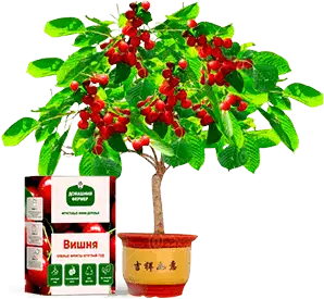 Гибридные Мини-деревья, фотография 6