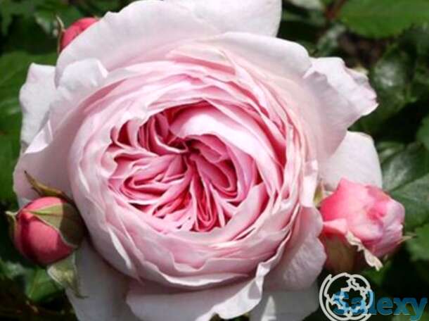 Роза джеф гамильтон, д.остин кустарниковая, фотография 1