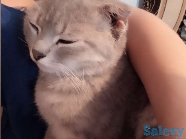 Скоттиш Фолд, фотография 1