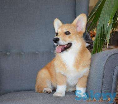Вельш Корги Пемброк щенки (питомник «Nivas Joy» в Алматы), фотография 3