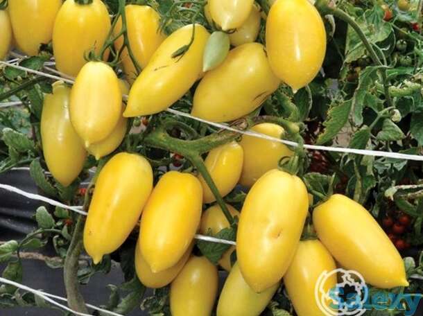 Семена Томат Московский деликатес сливочный F1 (Вкуснятина) 10шт, фотография 1