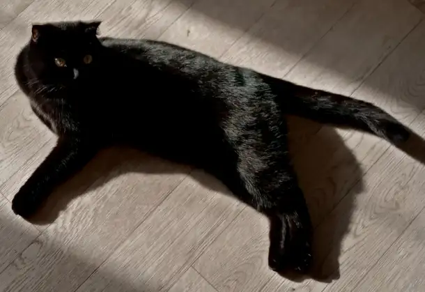 Отдадим шотландскую вислоухою кошку бесплатно, фотография 1