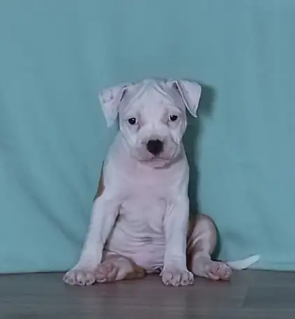 Американский стаффордширский терьер, фотография 5