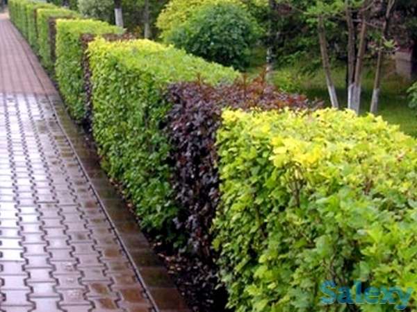 Стрижка живой изгороди, фотография 1