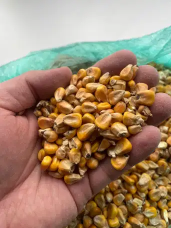 Кукуруза, фотография 1