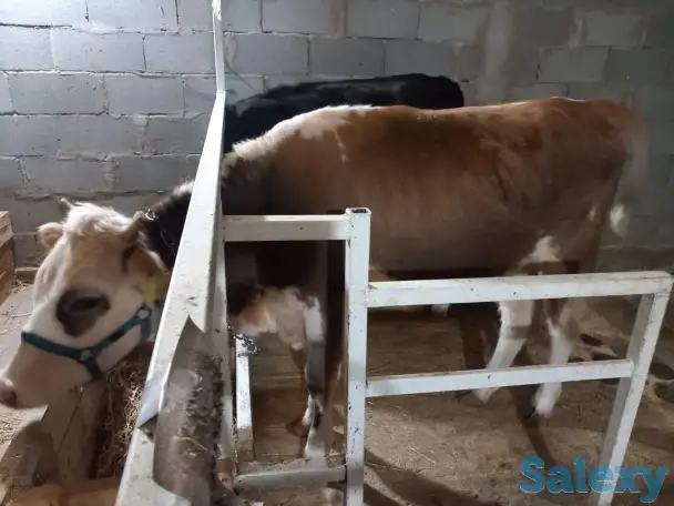 корова нестельная, фотография 10