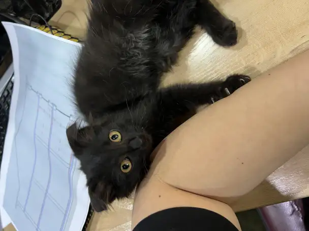 Котенок, кошка. Отдам котенка в хорошие руки бесплатно!, фотография 4