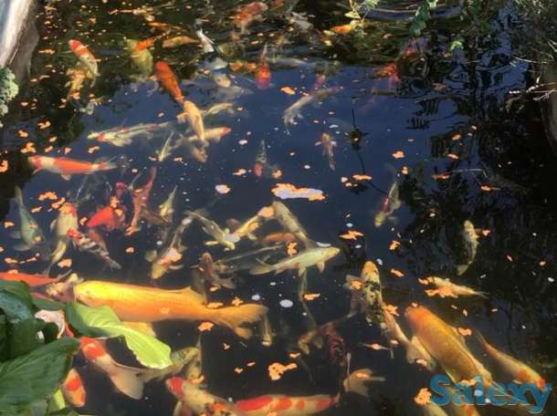 Карпы коя- питомник, фотография 3