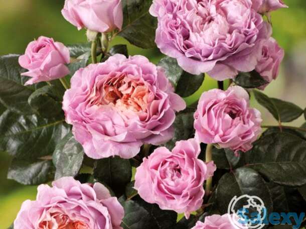 Роза айсфогель чайно-гибридная, тантау, фотография 1