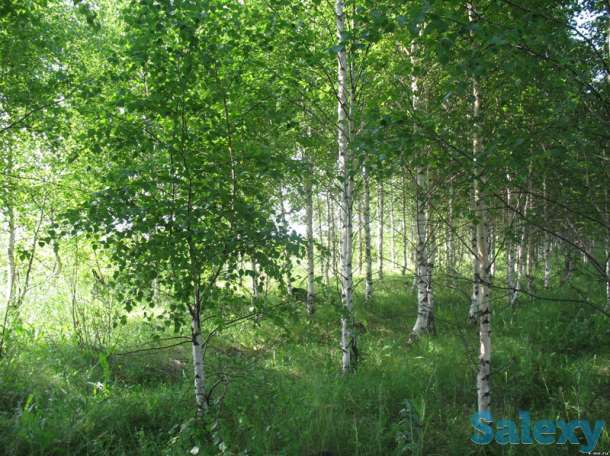 Оптовая продажа саженцев и лиственных деревьев, фотография 5