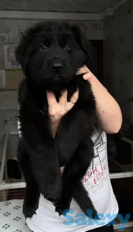 Щенки немецкой длинношерстной овчарки, фотография 1