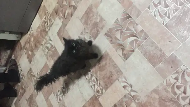 Хорошенькие котята, фотография 1