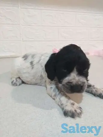 Готовятся к продаже щенки Русского спаниеля, фотография 4