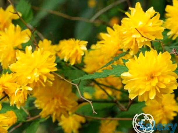 Керрия ауреовариегата японская, фотография 1