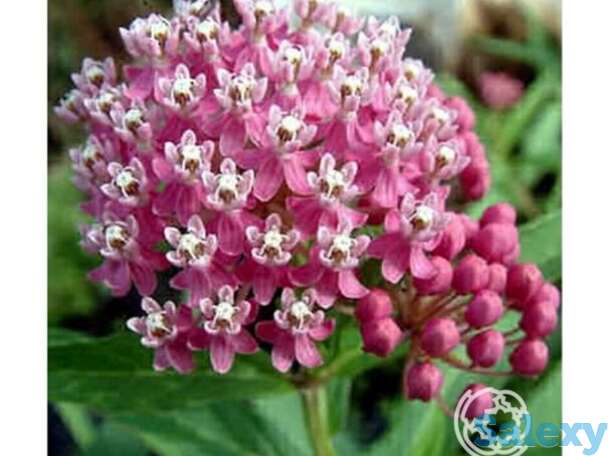 Ваточник инкарната Синдерелла, фотография 1