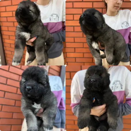 Щенки Кавказкой овчарки, фотография 2