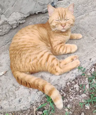 кот-потеряшка в  добрые  руки, фотография 5