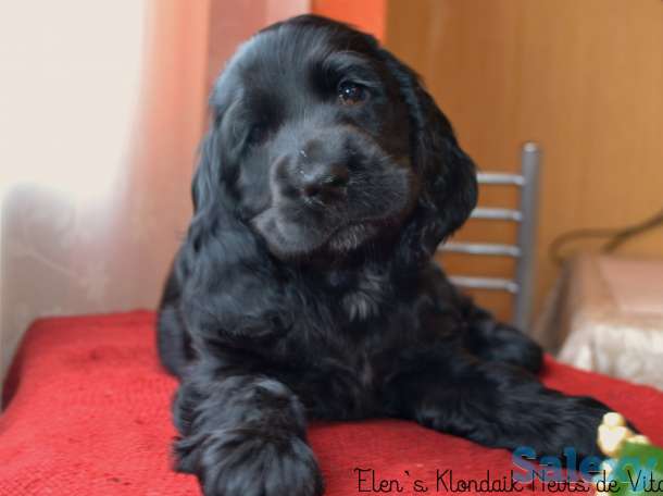 Английский кокер спаниель щенки, фотография 2