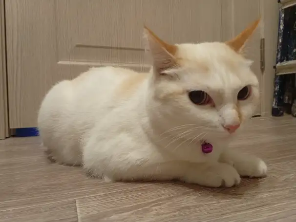 Девочка Лора, ищет новую семью, фотография 1