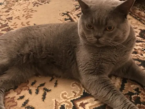 Шотландский прямоухий кот на вязку, фотография 2