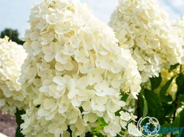 Гортензия саммер сноу, фотография 1