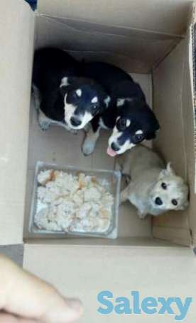 Щенки, фотография 1